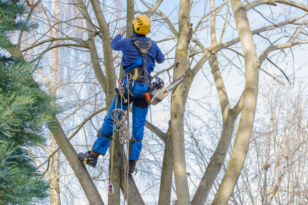 Best Tree Removal Service  in USA